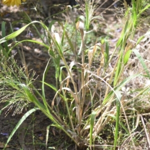 Panicum effusum at Wamboin, NSW - 8 Apr 2021 01:33 PM