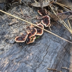 Unidentified Underside smooth or wrinkled/roughened <Stereum etc> at Glenroy, NSW - 1 Jul 2021 by ChrisAllen