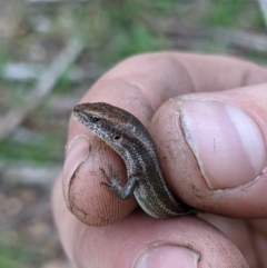 Lampropholis guichenoti (Common Garden Skink) at Baranduda, VIC - 11 Jun 2021 by ChrisAllen