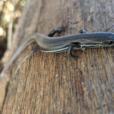 Morethia boulengeri (Boulenger's Skink) at Baranduda, VIC - 11 Jun 2021 by ChrisAllen