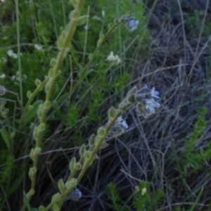 Cynoglossum australe at Bobundara, NSW - 14 Nov 2020