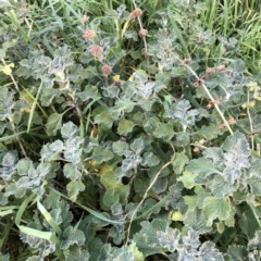 Marrubium vulgare (Horehound) at Hughes, ACT - 4 Jul 2021 by ruthkerruish