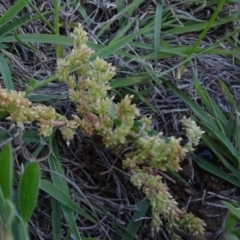 Crassula sieberiana (Austral Stonecrop) at Bobundara, NSW - 14 Nov 2020 by JanetRussell