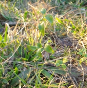 Asparagus asparagoides at Goulburn, NSW - 30 Jun 2021