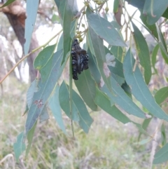 Perginae sp. (subfamily) (Unidentified pergine sawfly) at Goulburn Mulwaree Council - 30 Jun 2021 by Rixon