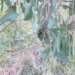 Perginae sp. (subfamily) at Goulburn, NSW - 30 Jun 2021