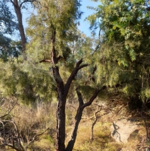 Persoonia linearis at Goulburn, NSW - 30 Jun 2021