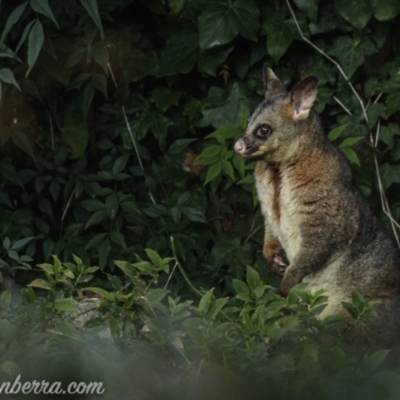 Trichosurus vulpecula (Common Brushtail Possum) at Hughes, ACT - 14 Jun 2021 by BIrdsinCanberra