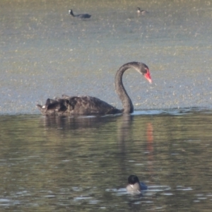 Cygnus atratus at Isabella Plains, ACT - 4 Apr 2021