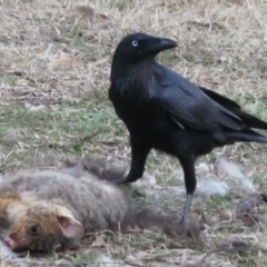 Corvus coronoides (Australian Raven) at Forrest, ACT - 4 Jul 2021 by RobParnell