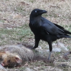 Corvus coronoides at Forrest, ACT - 4 Jul 2021 04:41 PM