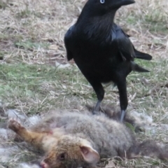 Corvus coronoides at Forrest, ACT - 4 Jul 2021 04:41 PM