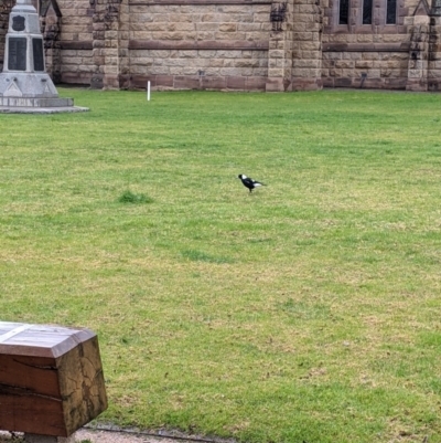 Gymnorhina tibicen (Australian Magpie) at Albury, NSW - 4 Jul 2021 by Darcy