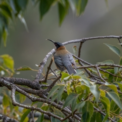 Acanthorhynchus tenuirostris (Eastern Spinebill) at Bungonia, NSW - 2 Jul 2021 by trevsci