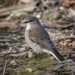 Microeca fascinans at Bungonia, NSW - 2 Jul 2021 03:41 PM