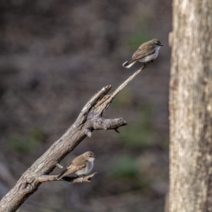 Microeca fascinans at Bungonia, NSW - 2 Jul 2021 03:41 PM