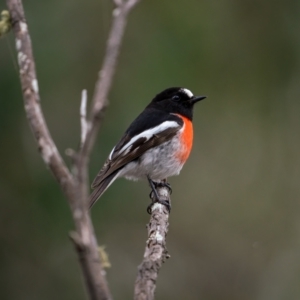 Petroica boodang at Bungonia, NSW - 2 Jul 2021 11:03 AM