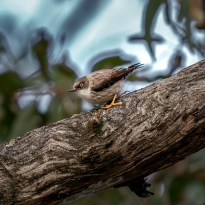 Daphoenositta chrysoptera (Varied Sittella) at Bungonia, NSW - 2 Jul 2021 by trevsci