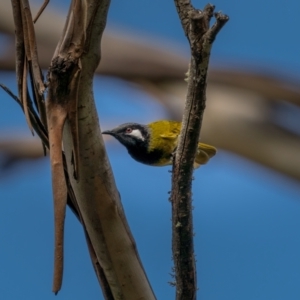 Nesoptilotis leucotis at Bungonia, NSW - 2 Jul 2021