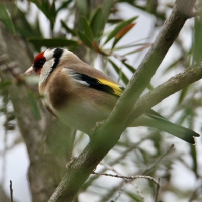 Carduelis carduelis (European Goldfinch) at South Albury, NSW - 5 Jul 2021 by PaulF