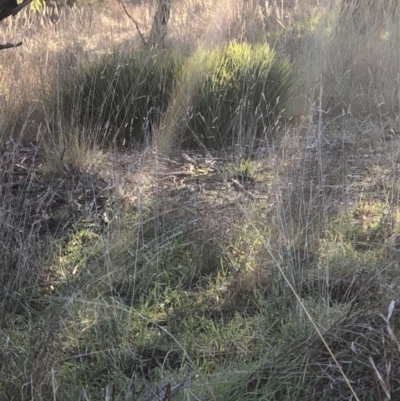 Dianella sp. (Flax Lily) at Umbagong District Park - 5 Jul 2021 by Rebeccaryanactgov