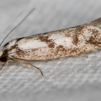 Oxythecta hieroglyphica (A scat moth) at Melba, ACT - 13 Nov 2018 by Bron