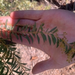 Acacia lunata at Belconnen, ACT - 5 Jul 2021