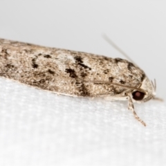 Palimmeces (genus) (a Philobota Group moth) at Melba, ACT - 13 Nov 2018 by Bron