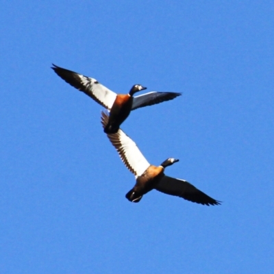 Tadorna tadornoides (Australian Shelduck) at Jacka, ACT - 5 Jul 2021 by davobj