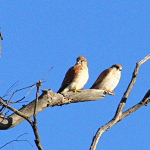 Falco cenchroides at Jacka, ACT - 5 Jul 2021