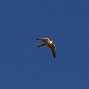 Falco cenchroides at Jacka, ACT - 5 Jul 2021 05:06 PM