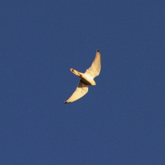 Falco cenchroides at Jacka, ACT - 5 Jul 2021 05:06 PM