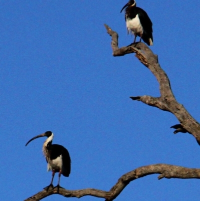 Threskiornis spinicollis (Straw-necked Ibis) at Jacka, ACT - 5 Jul 2021 by davobj