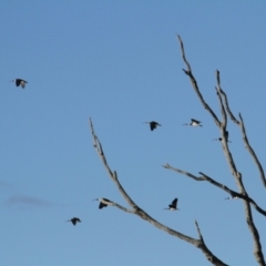 Threskiornis spinicollis at Jacka, ACT - 5 Jul 2021 04:31 PM