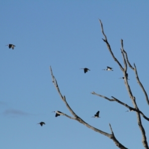 Threskiornis spinicollis at Jacka, ACT - 5 Jul 2021