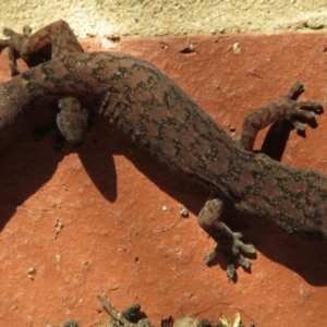 Christinus marmoratus at Narrabundah, ACT - 5 Jul 2021 02:20 PM