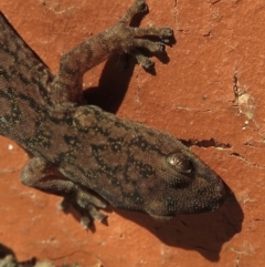 Christinus marmoratus at Narrabundah, ACT - 5 Jul 2021 02:20 PM