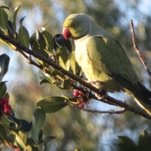 Psittacula krameri at Narrabundah, ACT - 5 Jul 2021