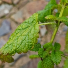 Melissa officinalis at Bonner, ACT - 2 Jul 2021