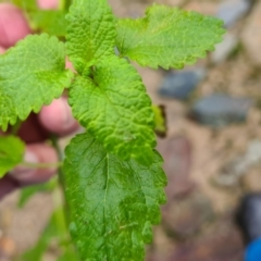 Melissa officinalis at Bonner, ACT - 2 Jul 2021