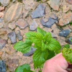 Melissa officinalis at Bonner, ACT - 2 Jul 2021