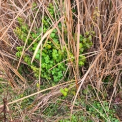 Melissa officinalis at Bonner, ACT - 2 Jul 2021