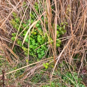 Melissa officinalis at Bonner, ACT - 2 Jul 2021