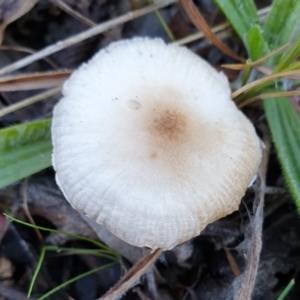 zz agaric (stem; gills white/cream) at Cook, ACT - 5 Jul 2021