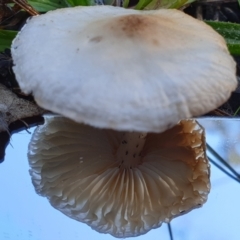 zz agaric (stem; gills white/cream) at Cook, ACT - 5 Jul 2021