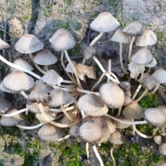 Coprinellus etc. (An Inkcap) at Mount Painter - 4 Jul 2021 by drakes