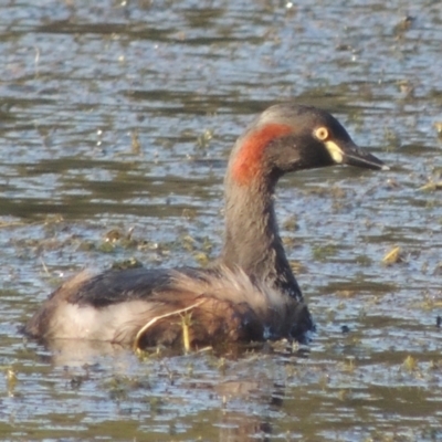 Tachybaptus novaehollandiae (Australasian Grebe) at Upper Stranger Pond - 4 Apr 2021 by MichaelBedingfield