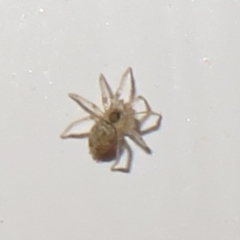 Oecobius sp. (genus) (Wall spider) at Flynn, ACT - 3 Jul 2021 by Christine