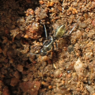 Camponotus aeneopilosus (A Golden-tailed sugar ant) at Stromlo, ACT - 3 Jul 2021 by Christine