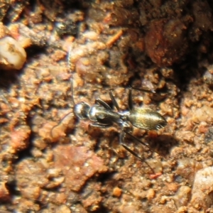 Camponotus aeneopilosus at Stromlo, ACT - 3 Jul 2021 02:46 PM